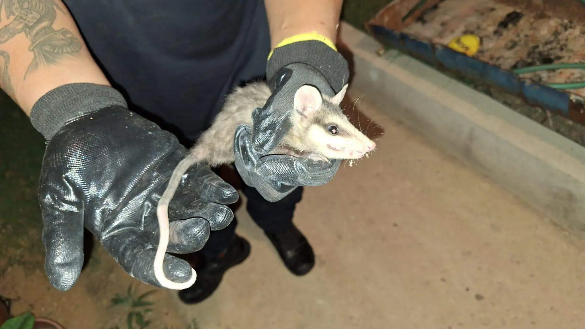 ANIMALES CORTESIA BOMBEROS (3)